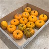 PUMPA JACKY LITTLE ORANGE MANDARIN